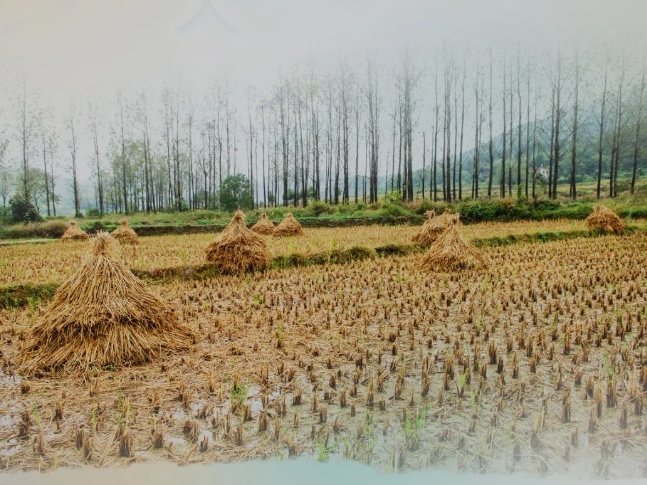 肥土不废，，沃土“搬家”