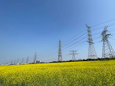 尊龙Z6官方网站妄想丨央视点赞东莞厚街复耕良田盛开迎春花！！！