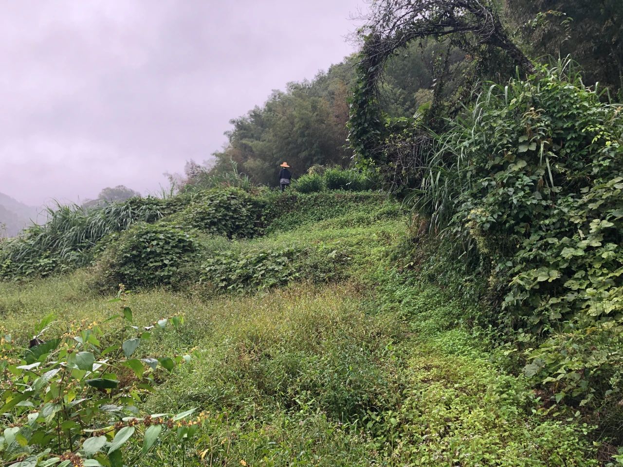 尊龙Z6官方网站妄想 | 我司土地整治项目二次荣登央视，，，荒地变良田，，，智绘好丰景